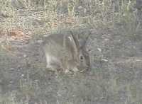 Rabbit at truckstop Rabbit at truckstop