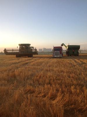 end of summer harvest 2013