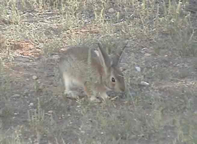 Rabbit at truckstop 