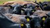 Cattle waiting to be loaded up