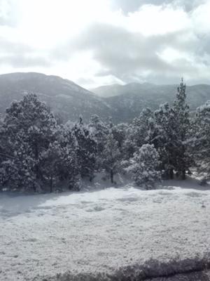 Beautiful snow packed trees