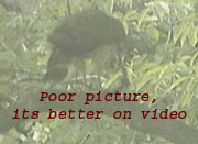 Hawk eating his lunch