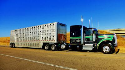 Large Car going to pick up cattle